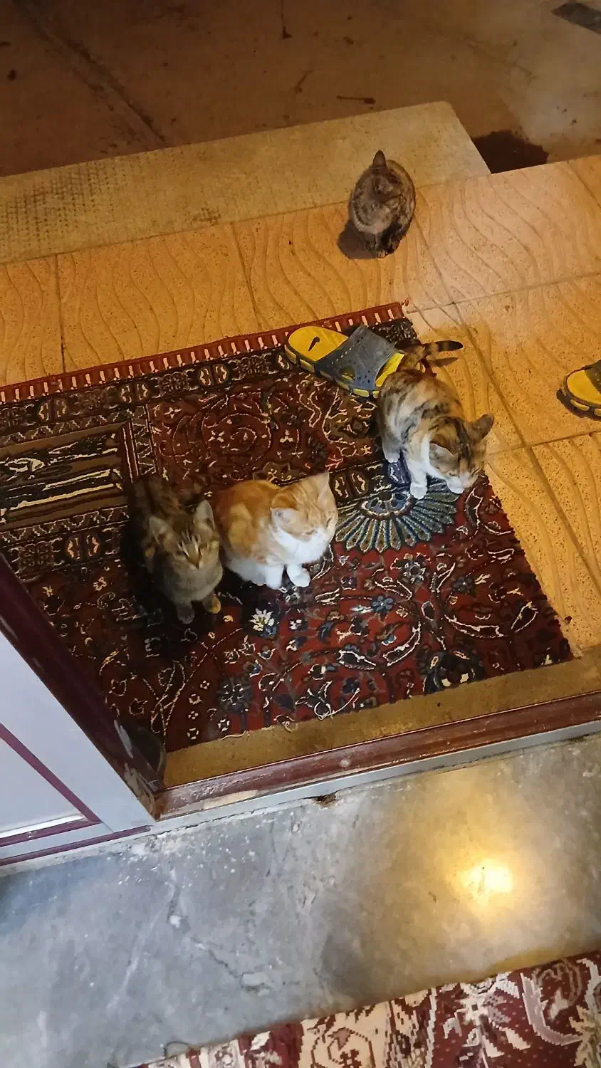 واگذاری بچه گربه|گربه|سراب, |دیوار