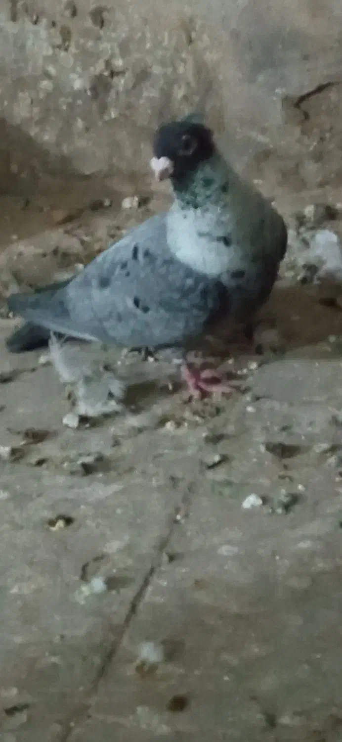 کبوتر رنگی|پرنده|نیشابور, فردوس شمالی|دیوار