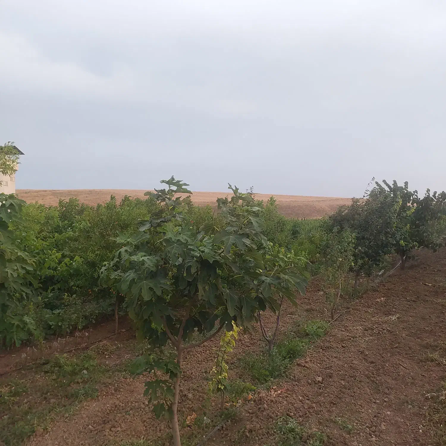 نهال مستقیم از نهالستان|خدمات باغبانی و درختکاری|بیله سوار, |دیوار