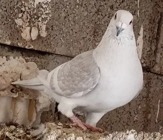 غوره زرد شامی پیازی کرم|پرنده|وحدتیه, |دیوار