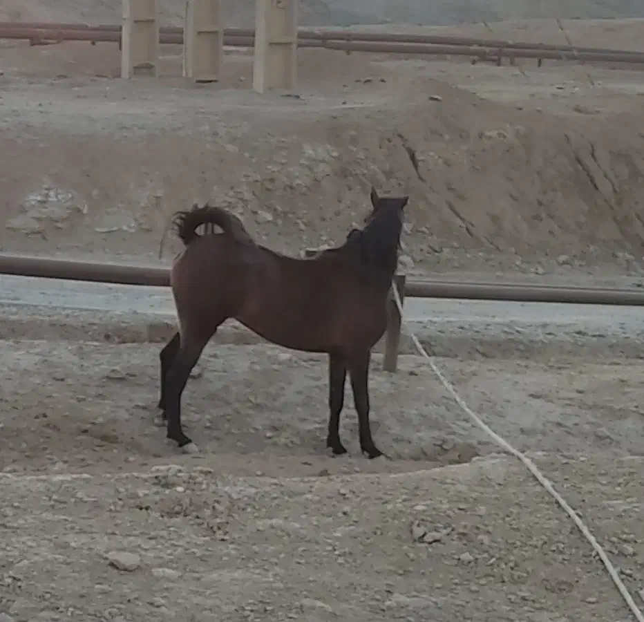 مادیان|اسب و تجهیزات اسبسواری|خرمآباد, |دیوار