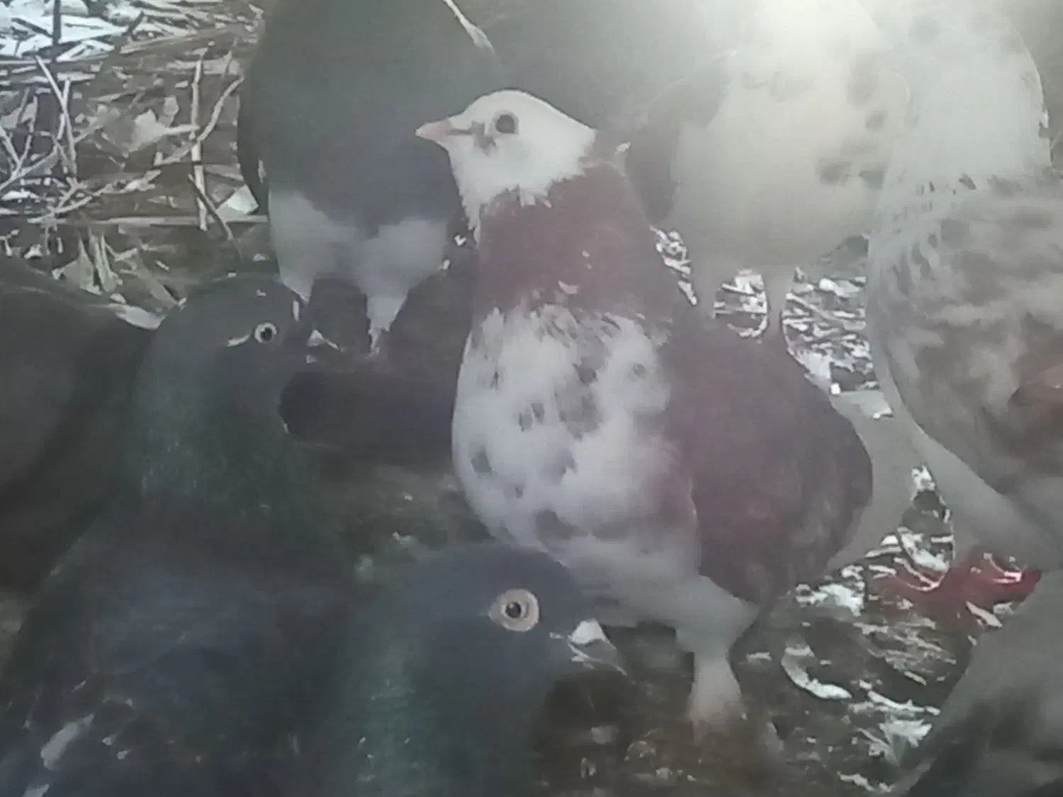 3000000|حیوانات مزرعه|کهنوج, |دیوار