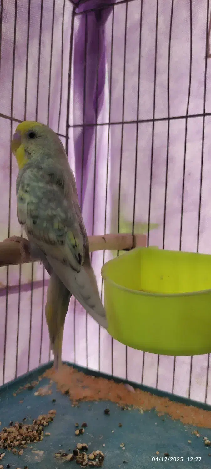 دو عدد مرغ عشق نر با تمام لوازم و قفس|پرنده|گلبهار, شهر جدید گلبهار|دیوار