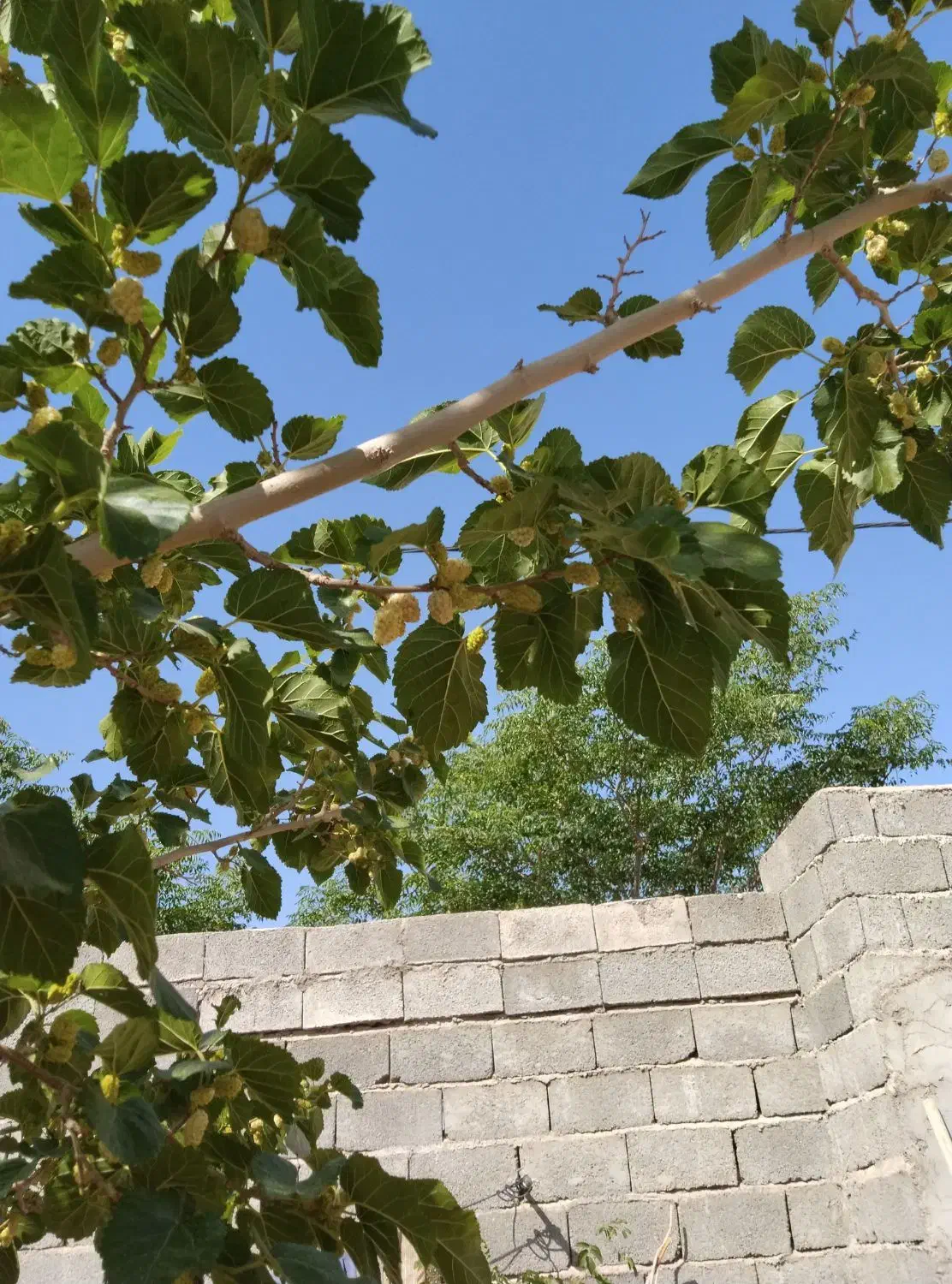 زمین ویلایی شهرک جمهوری جوپار|فروش زمین و ملک کلنگی|ماهان, |دیوار