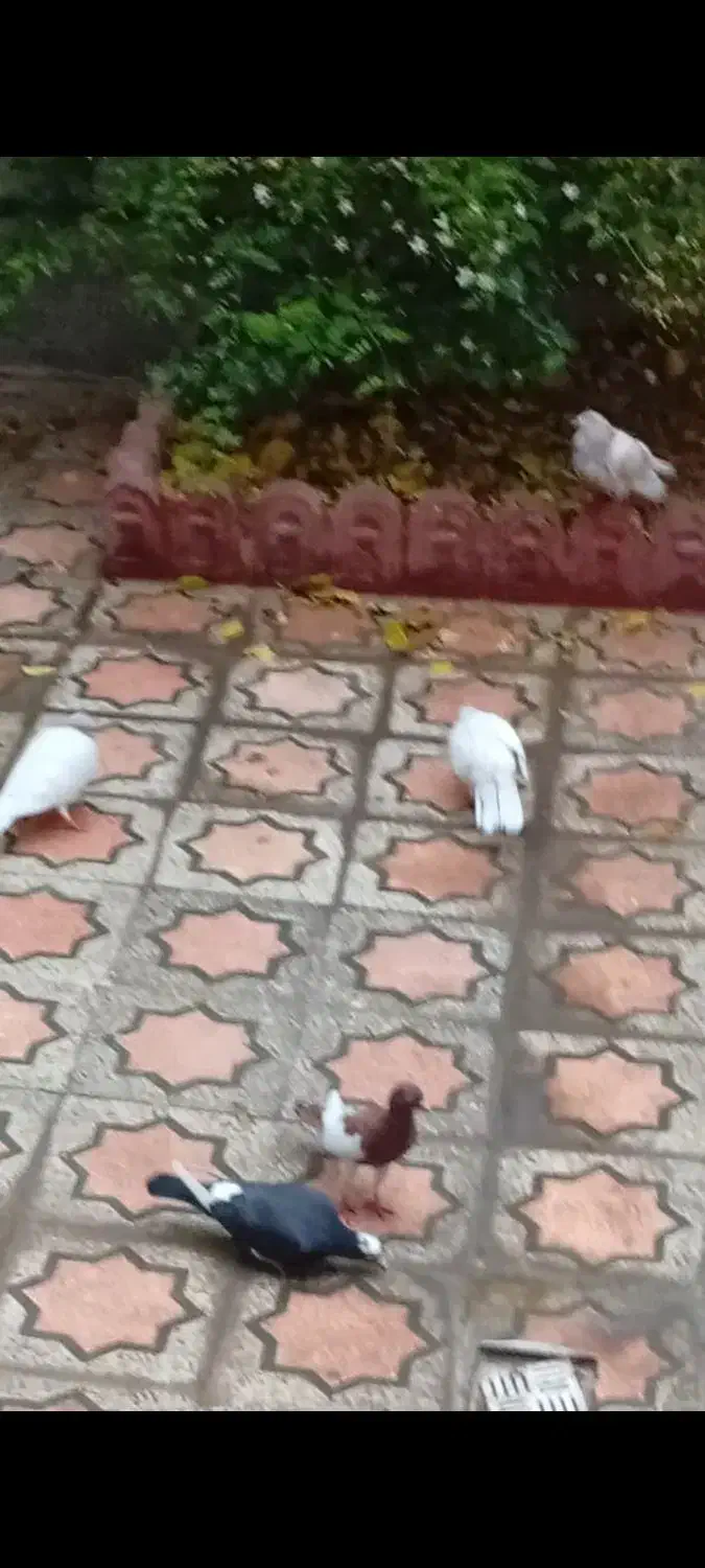 کبوتر|پرنده|شیراز, پودنک|دیوار