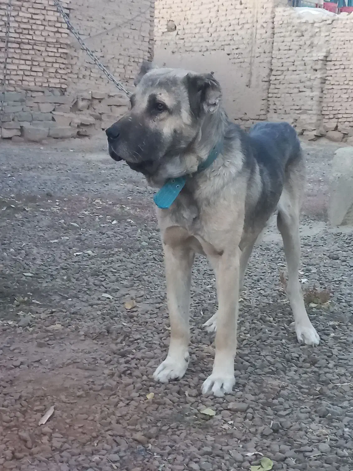 سگ سرابی|سگ|لالجین, |دیوار