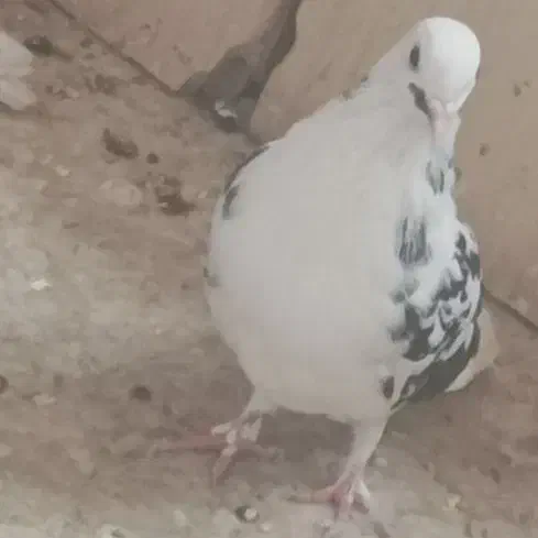 گمشده|پرنده|ورامین, ورامین|دیوار