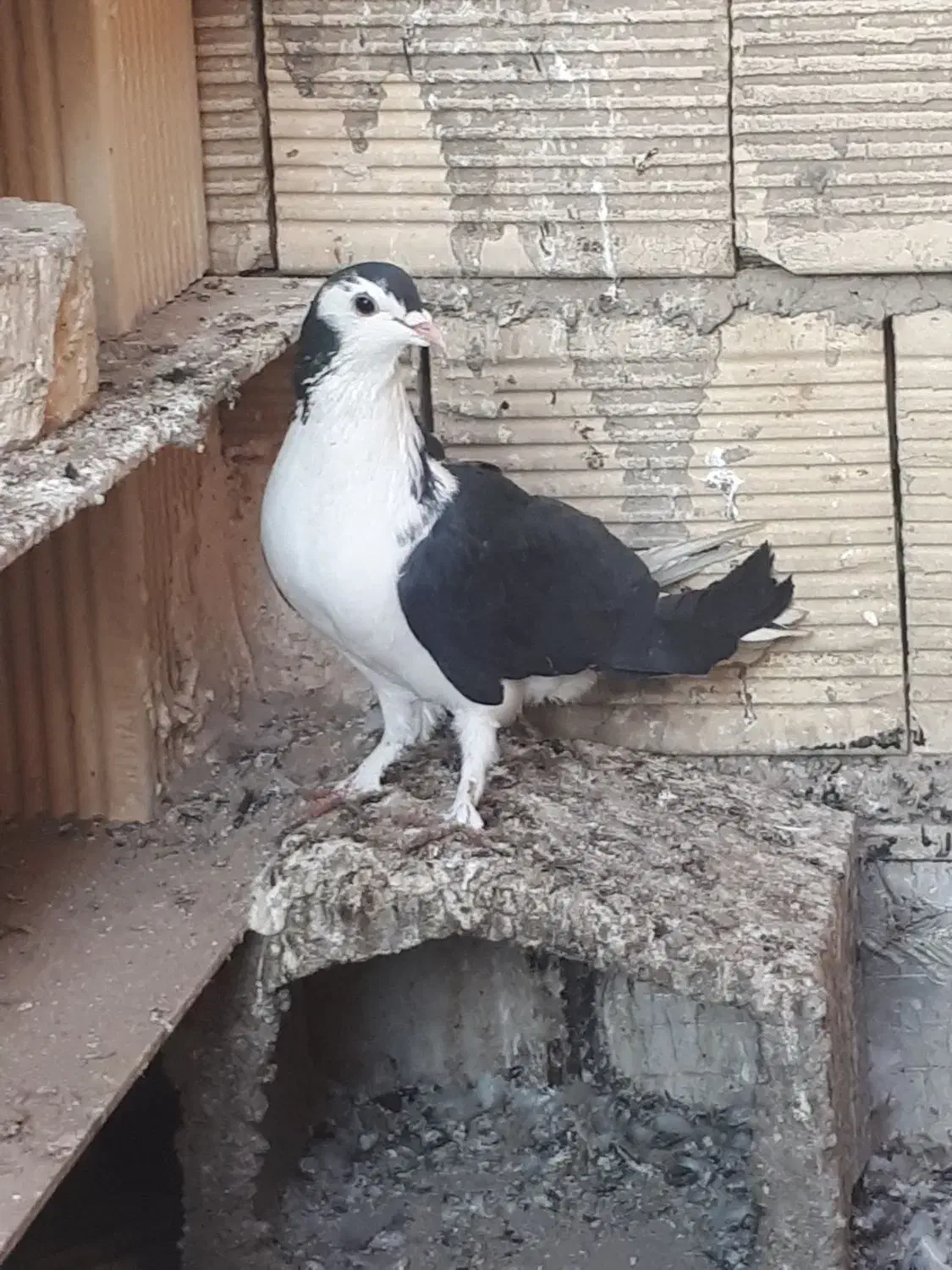 نر سیاه پشت|پرنده|اصفهان, ارغوانیه|دیوار