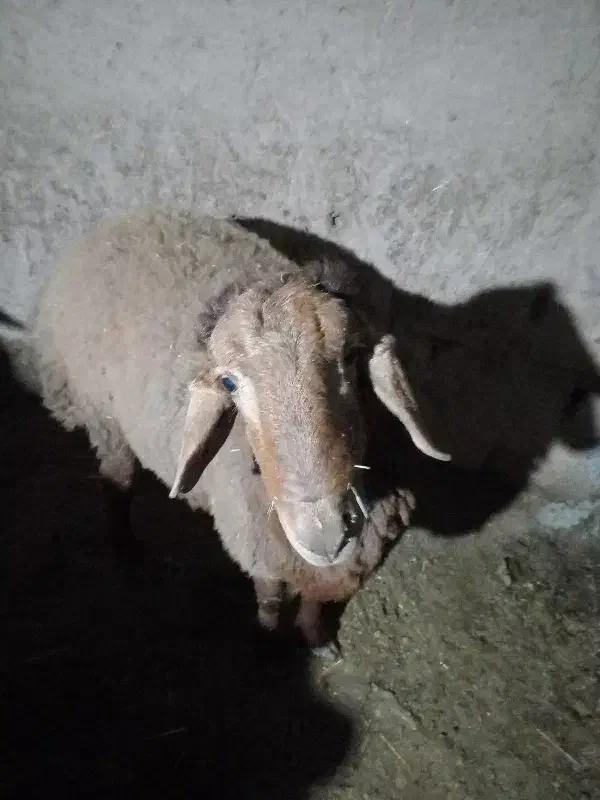 ۴۰۰۰۰۰۰۰|حیوانات مزرعه|سیدآباد, |دیوار