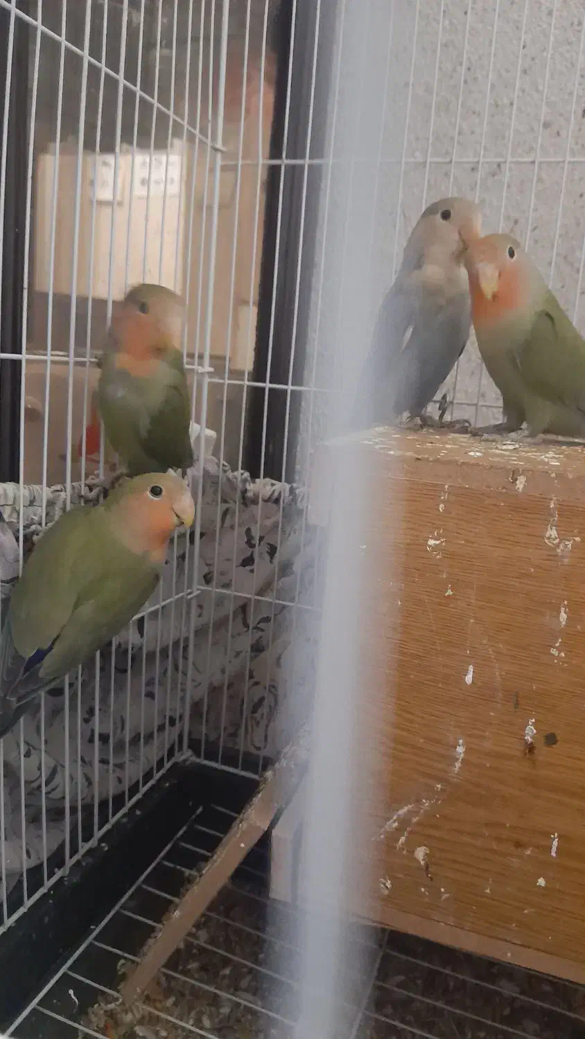 ۴عدد طوطی برزیلی شیطون خوشگل|پرنده|تهران, جمال‌زاده|دیوار