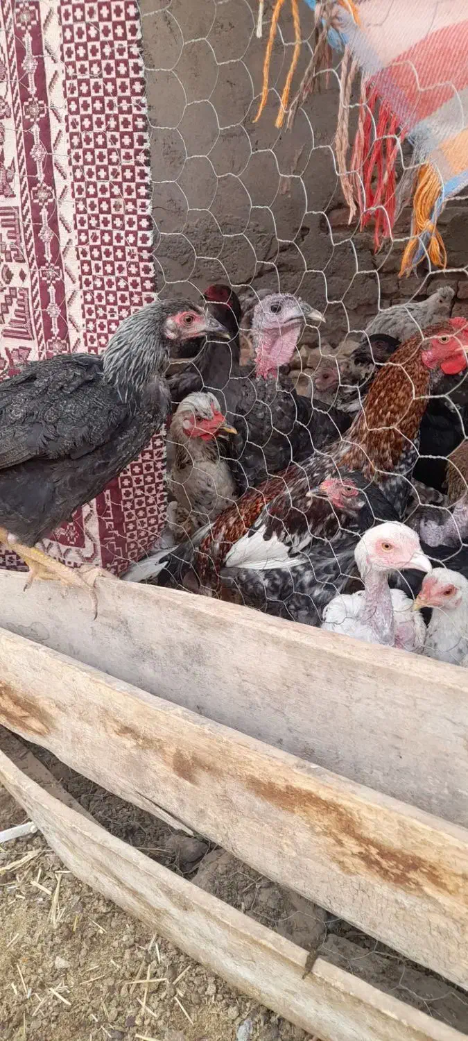 مرغ و خروس|پرنده|کبودرآهنگ, |دیوار