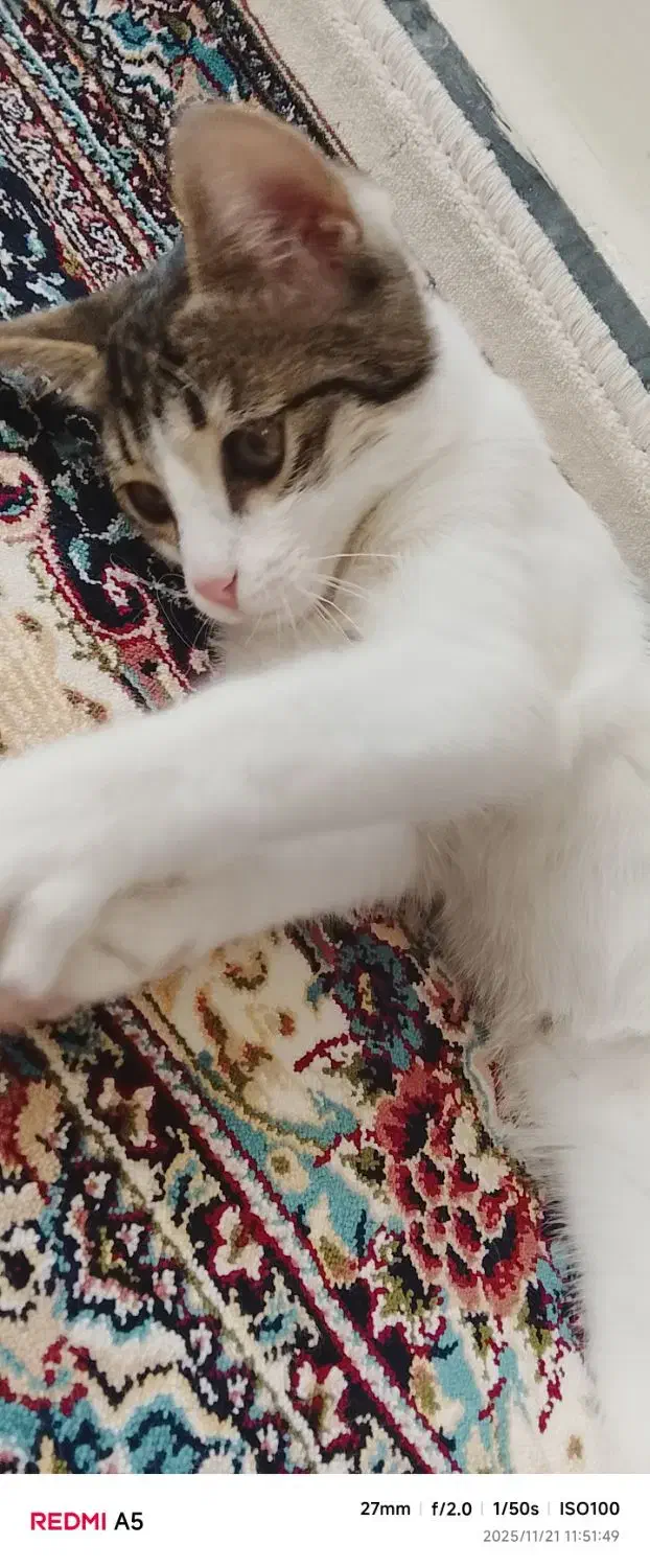 گربه|گربه|اردبیل, |دیوار