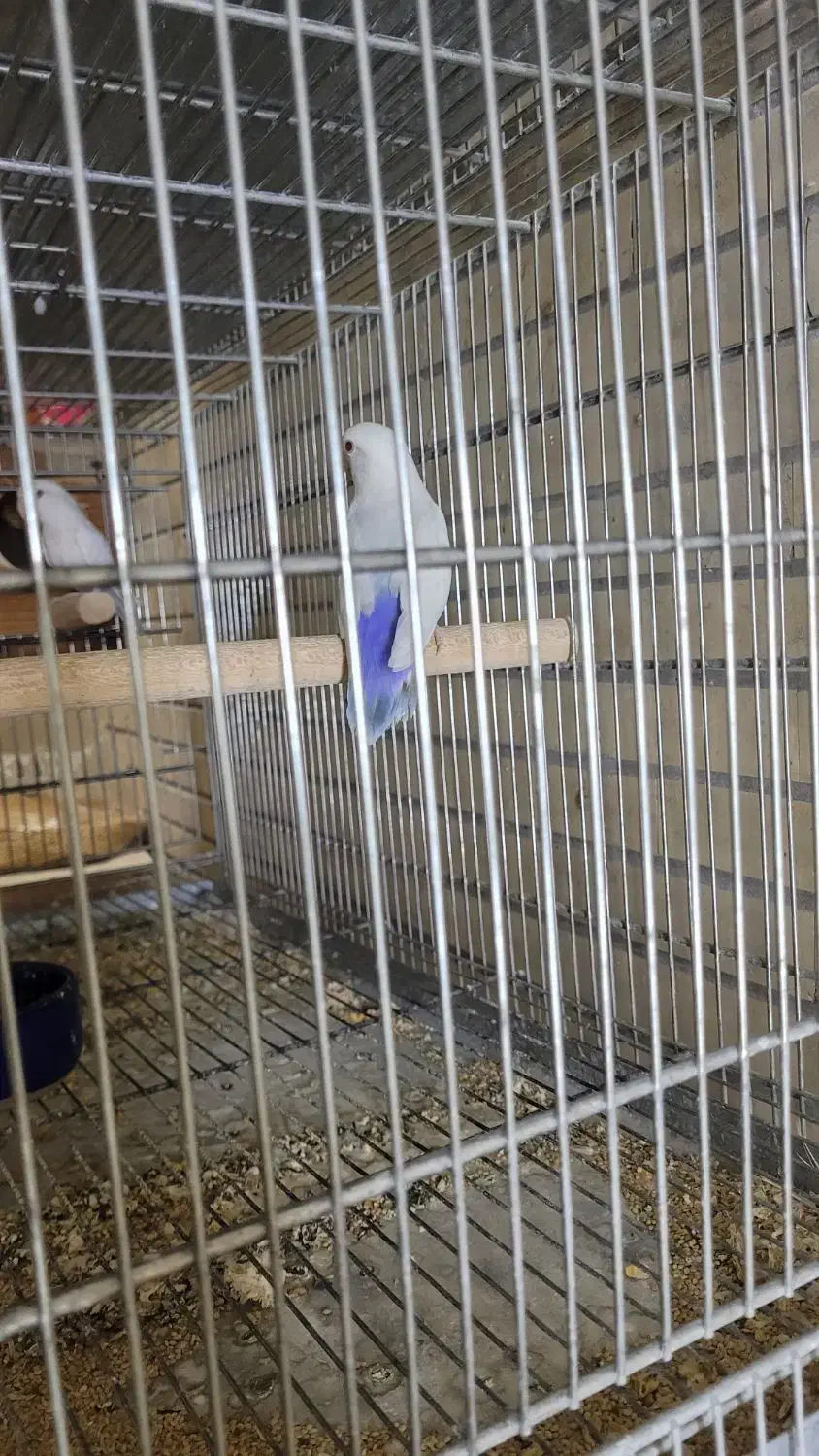 طوطی کوتوله بالفلالو|پرنده|بندرعباس, |دیوار