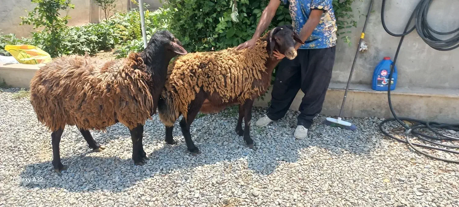 ۵همو ۲۰۰ملیون ۲هترو ۵۰ ملیون نر ژندار.سیاه وسرخ|حیوانات مزرعه|جوادآباد, |دیوار