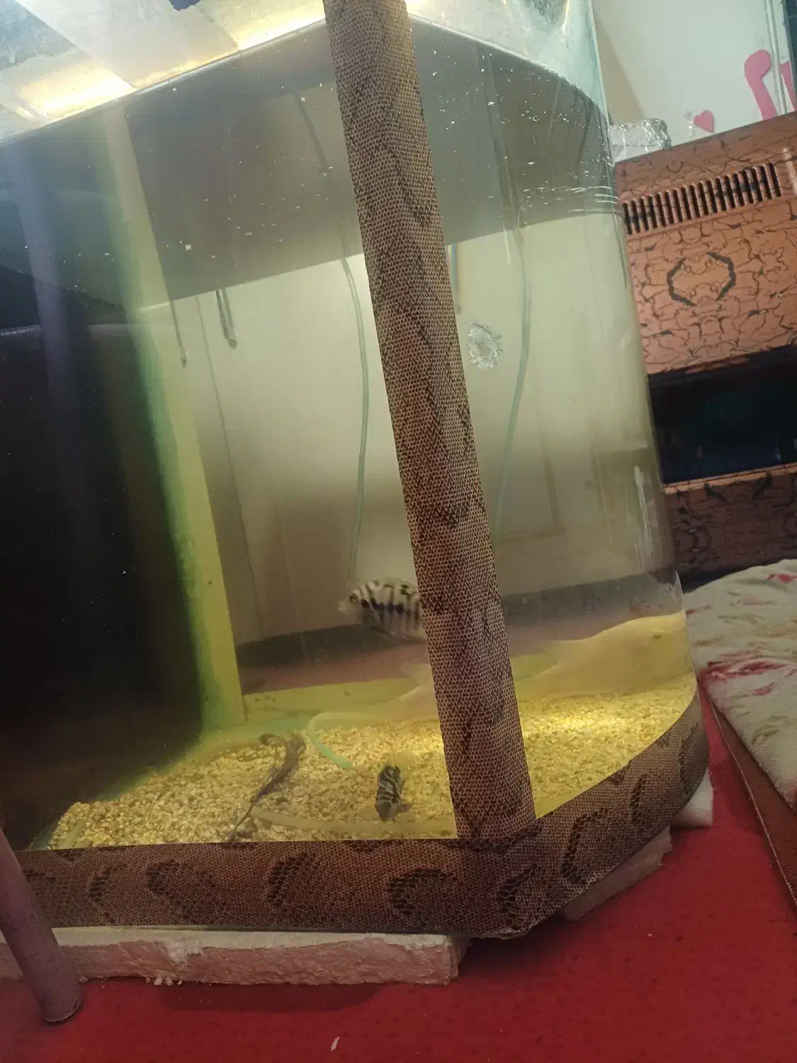 اکواریوم شیشه محدب|ماهی|شاهینشهر, شهرک گلدیس|دیوار