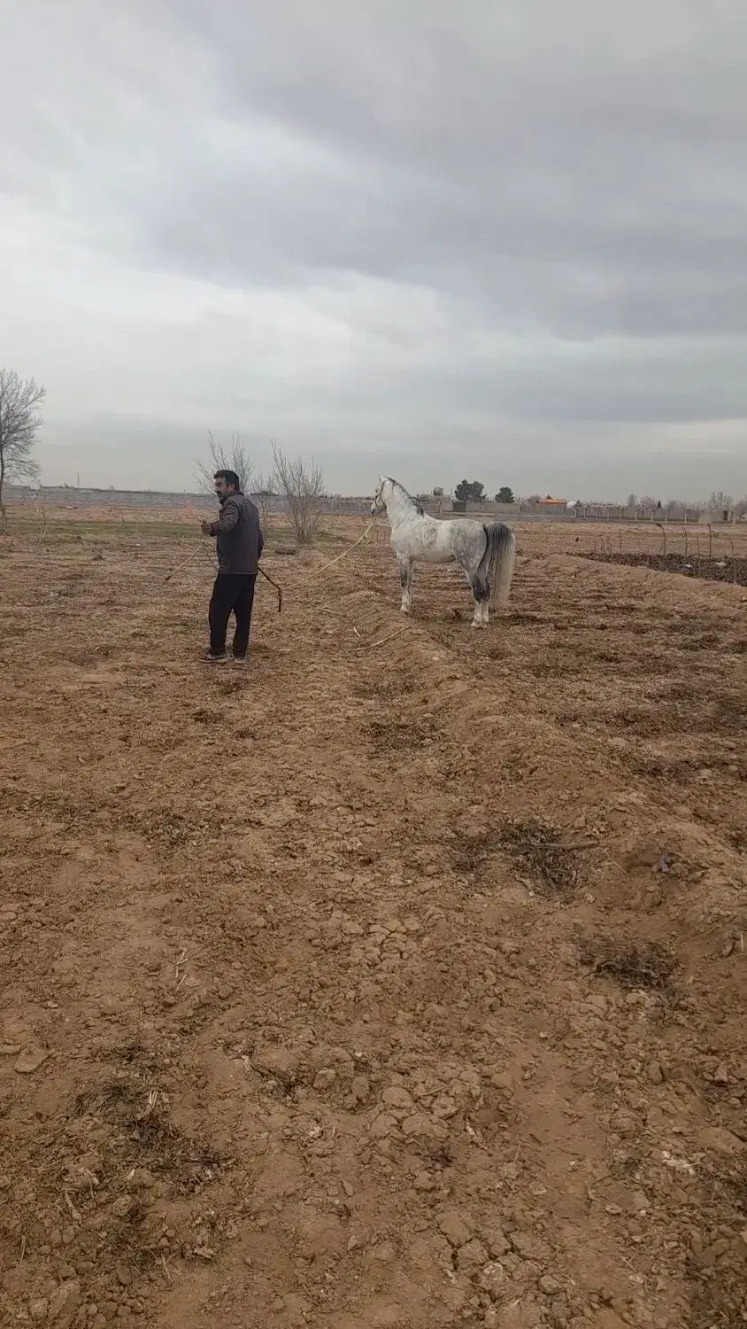 نریان سواری|اسب و تجهیزات اسب‌سواری|برخوار, |دیوار