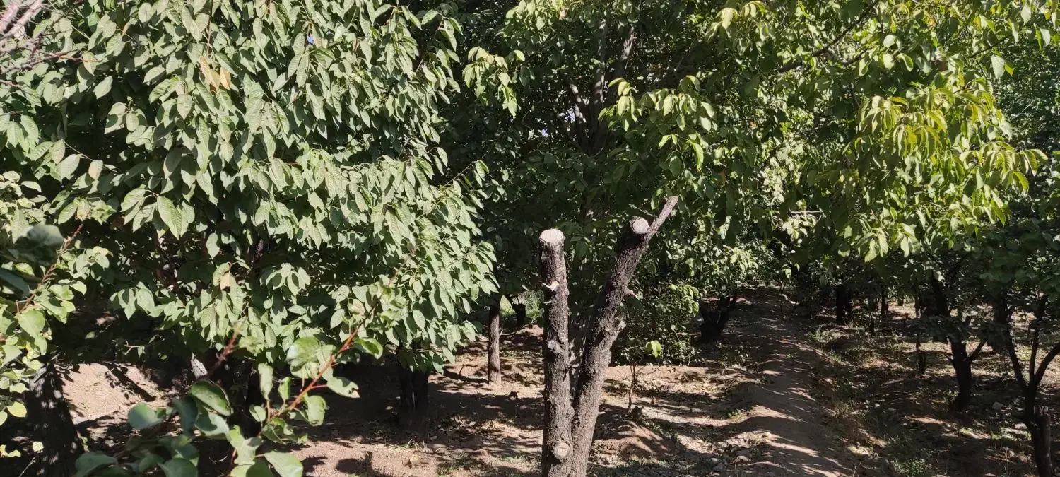 باغ روستای قلعه اقا بخش لنجان|فروش دفتر صنعتی، کشاورزی، تجاری|باغ بهادران, |دیوار