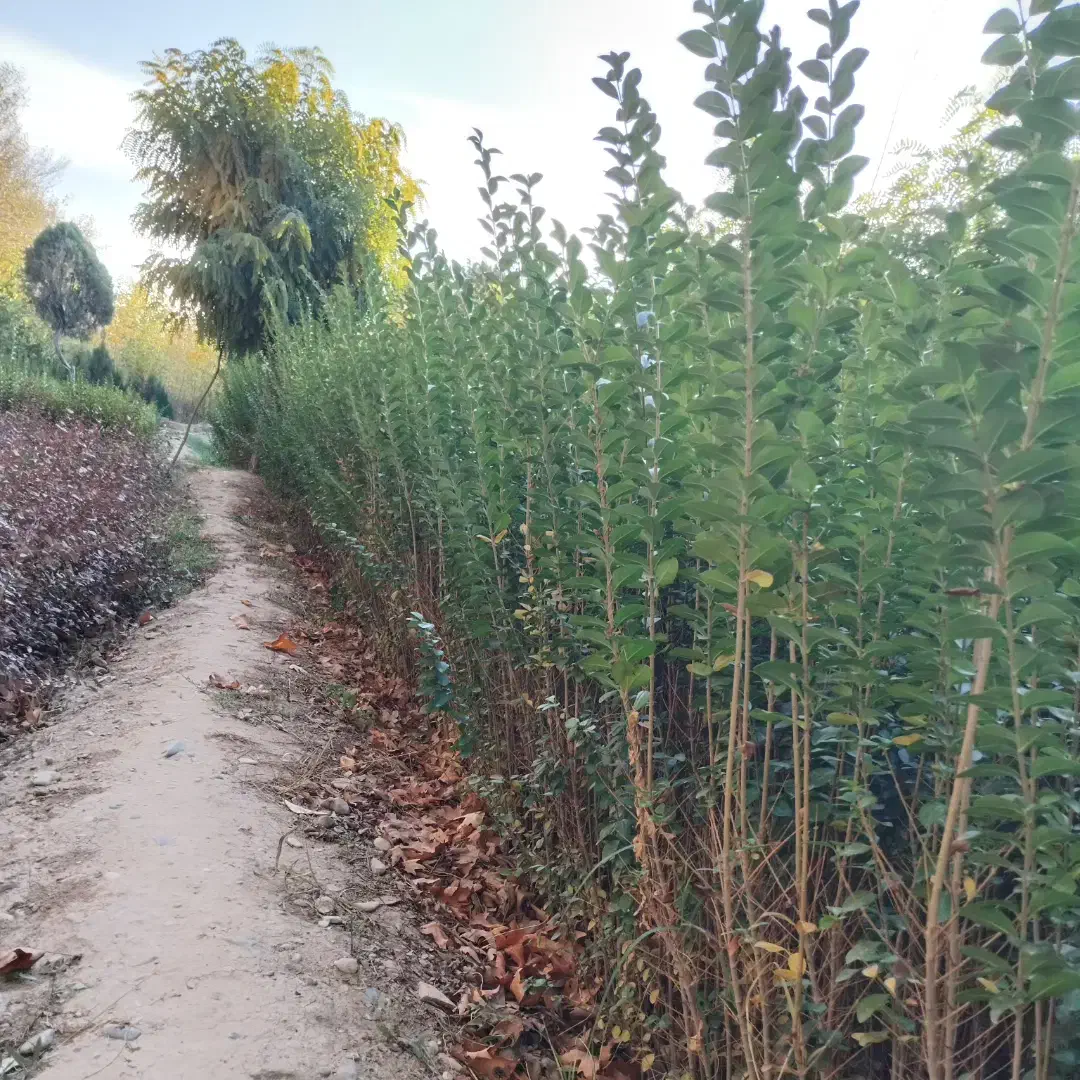 ترون بلند وپر ریشه|گل و گیاه طبیعی|مشکین‌دشت, |دیوار