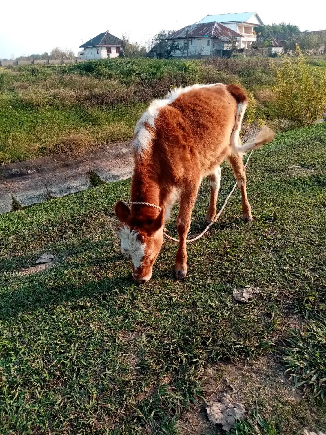 گاو لیشه|حیوانات مزرعه|صومعهسرا, |دیوار