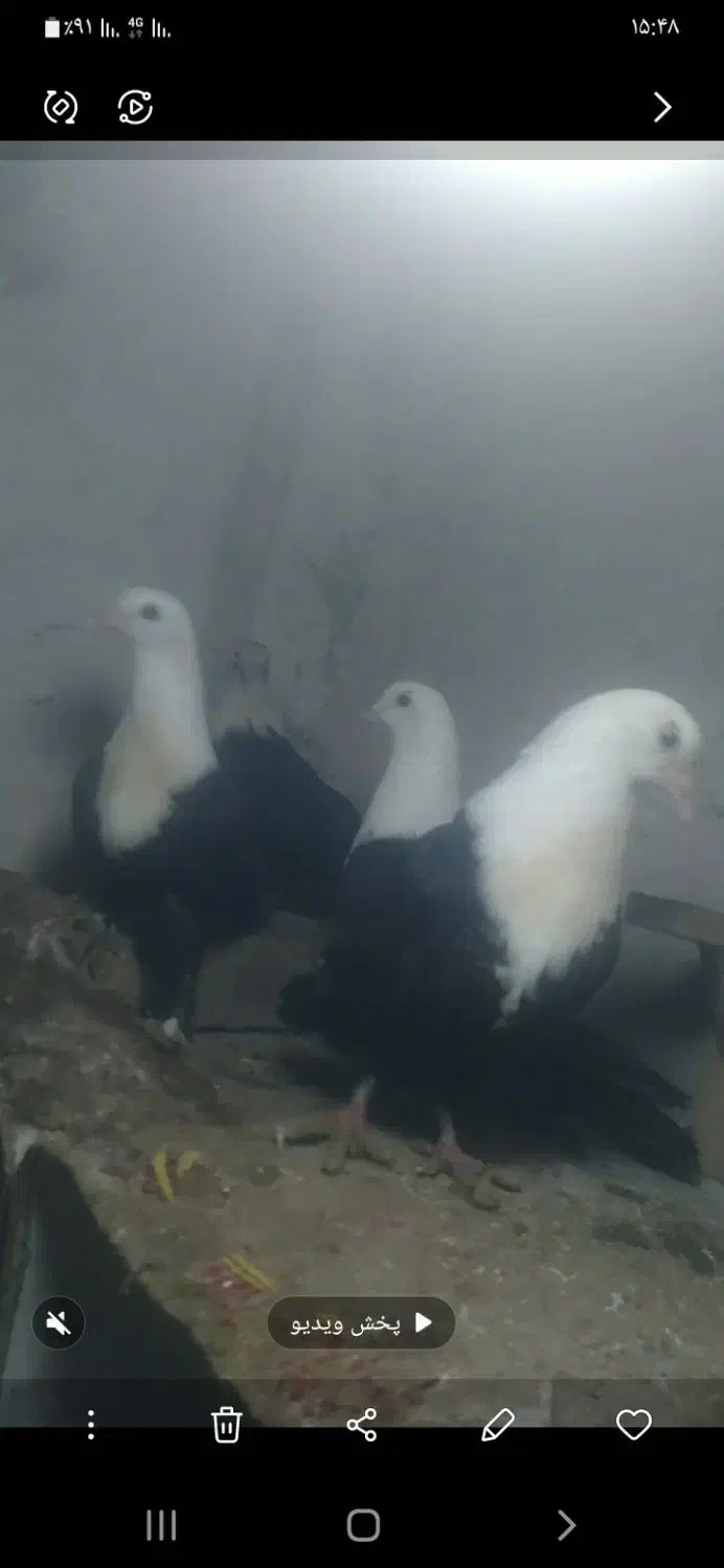 شش عددکلاغ|حیوانات مزرعه|چناران, |دیوار