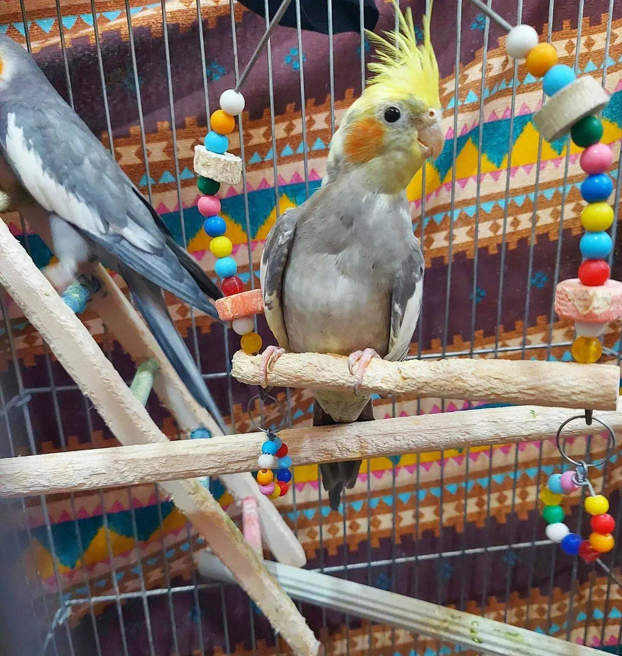 عروس هلندی مولد|پرنده|میاندوآب, |دیوار