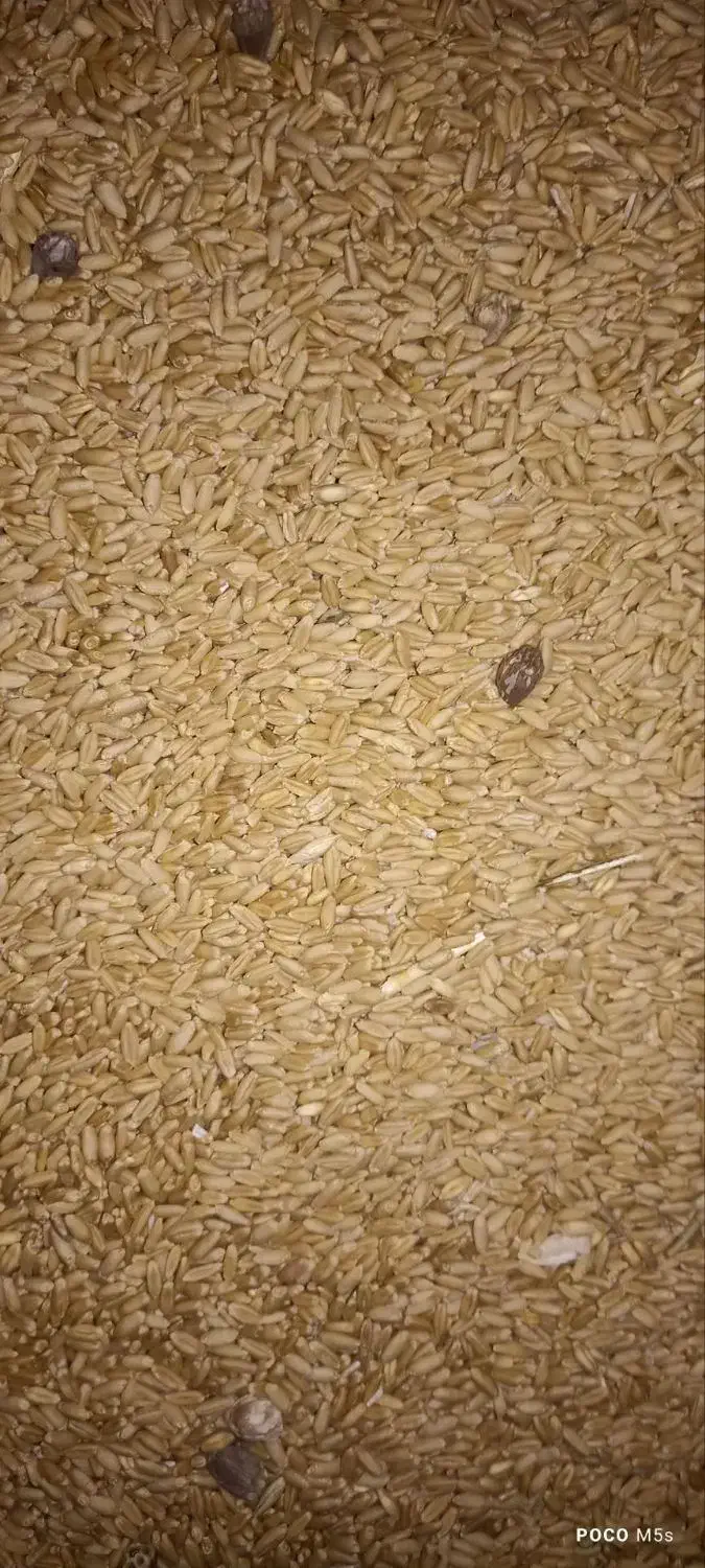 گندم دیم|عمدهفروشی|زالیان, |دیوار