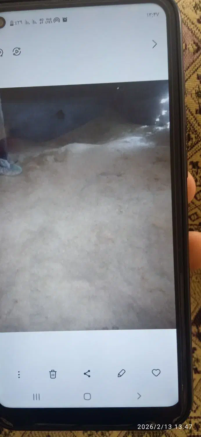 کاه|لوازم جانبی حیوانات|قیدار, |دیوار