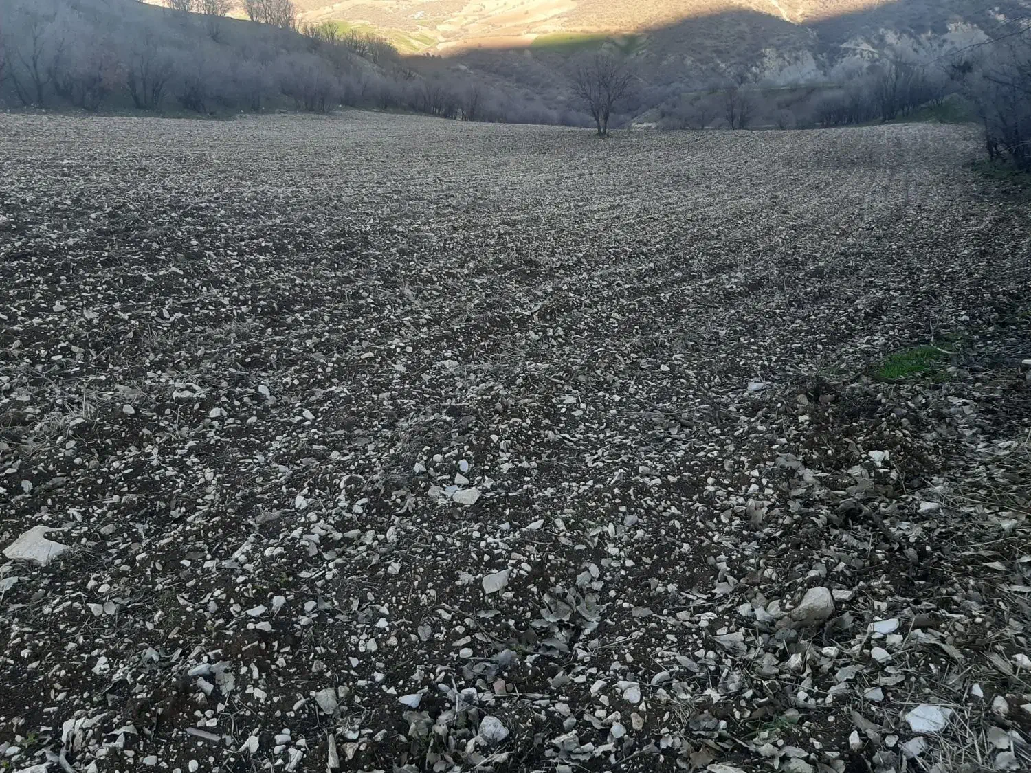 زمین کشاورزی|فروش دفتر صنعتی، کشاورزی، تجاری|جوانرود, |دیوار