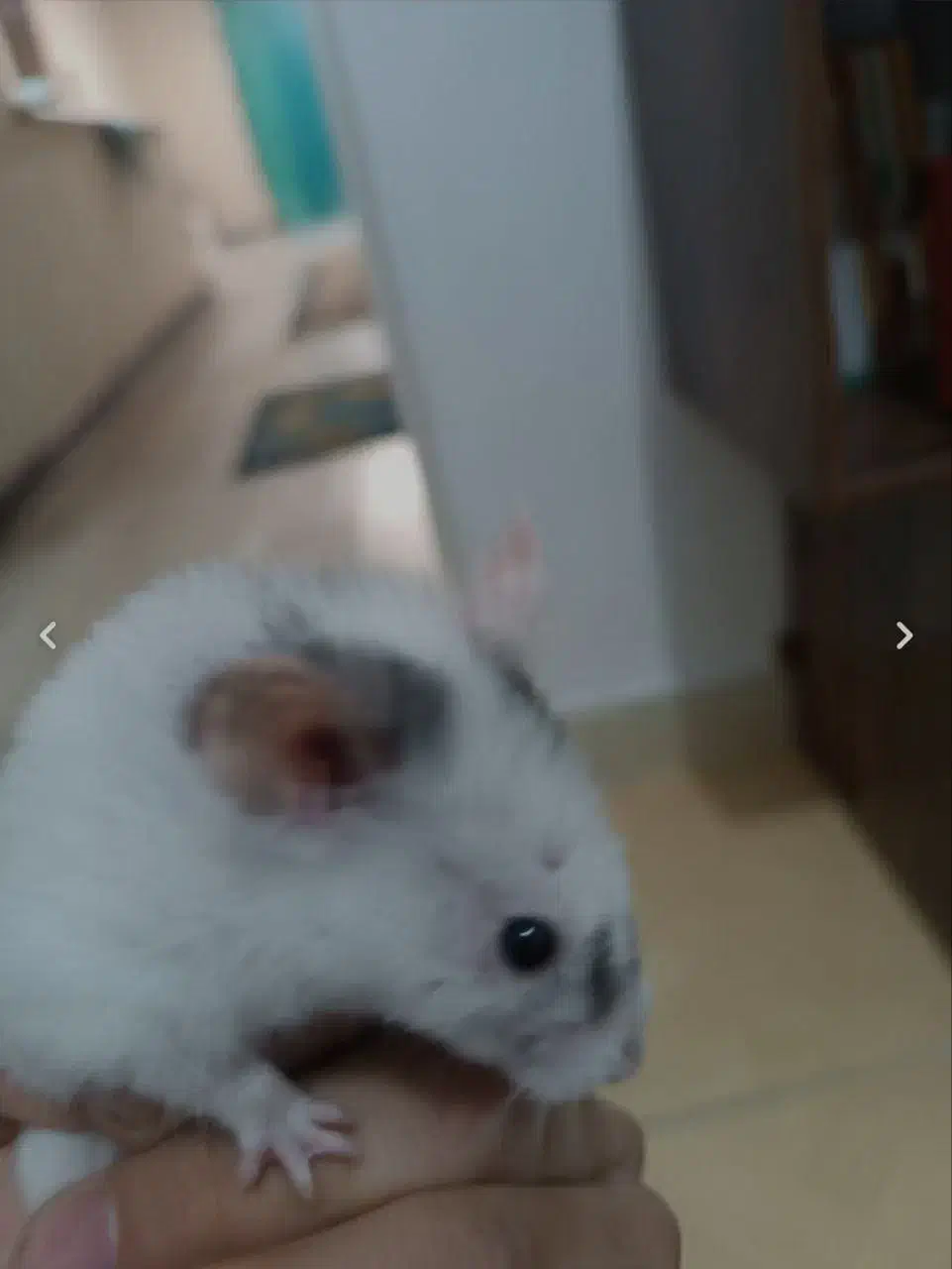 همستر|موش و خرگوش|محمدیه-قزوین, |دیوار