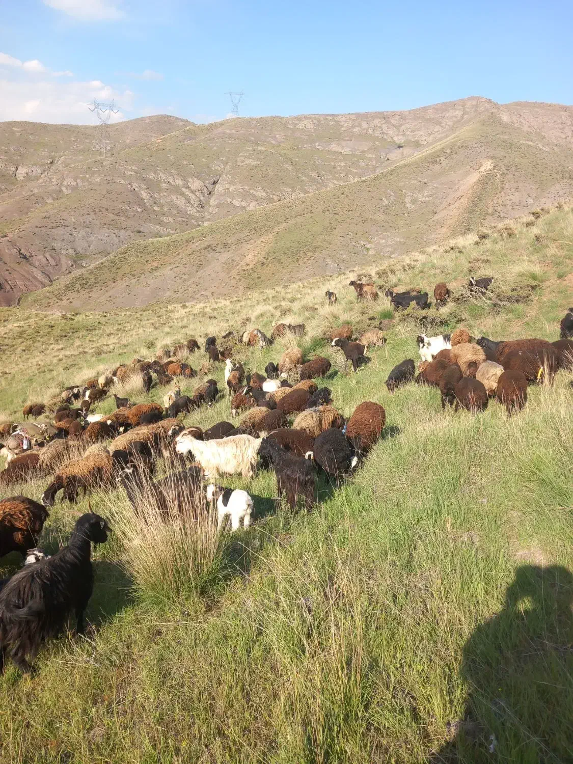 خریدوفروش دام سبک و سنگین|حیوانات مزرعه|هشتگرد, خور|دیوار