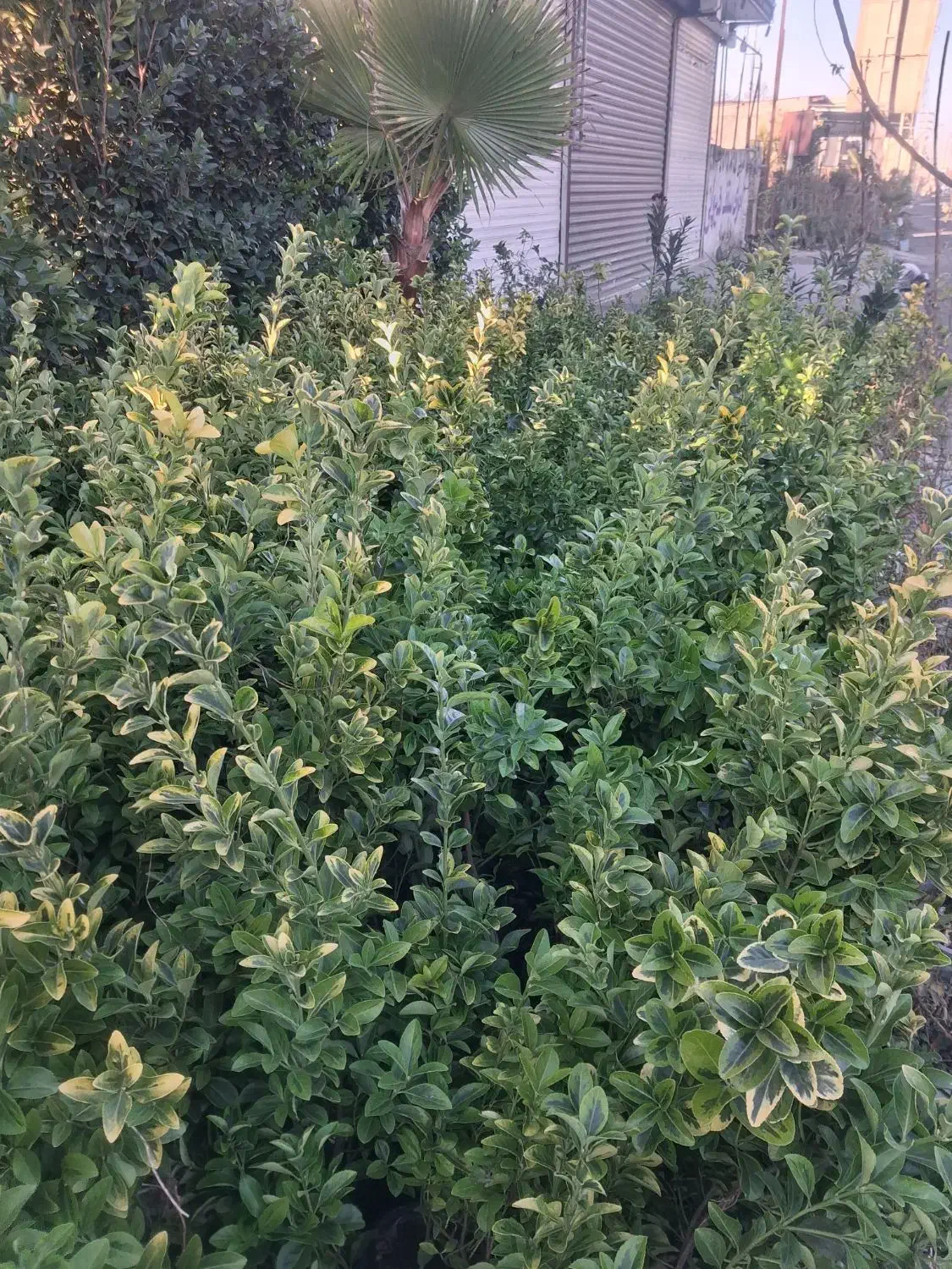 شمشاد طلائ|گل و گیاه طبیعی|ماهدشت, |دیوار