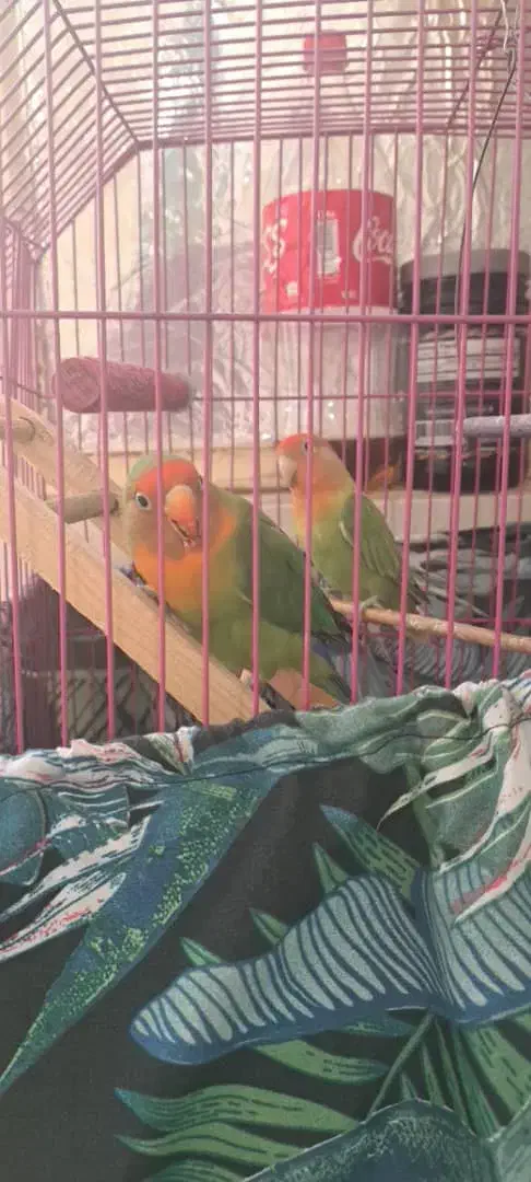 طوطی برزیلی|پرنده|فردیس, شهرک ناز|دیوار