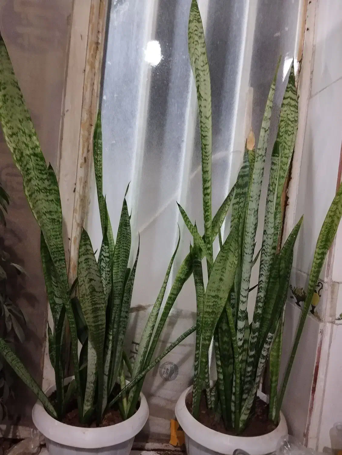 گل سانسوری سبز|گل و گیاه طبیعی|شیراز, شهرک مهدی‌آباد|دیوار