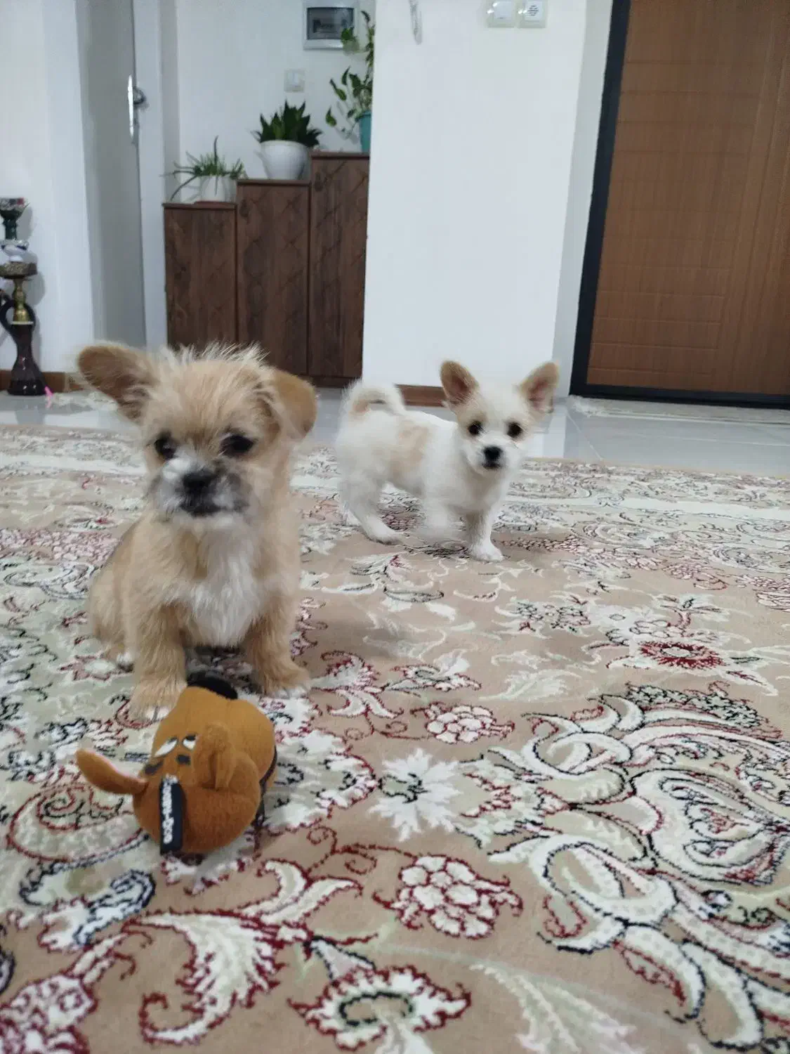 دو عدد توله جیگر(شاهد شهر)|سگ|شاهدشهر, |دیوار