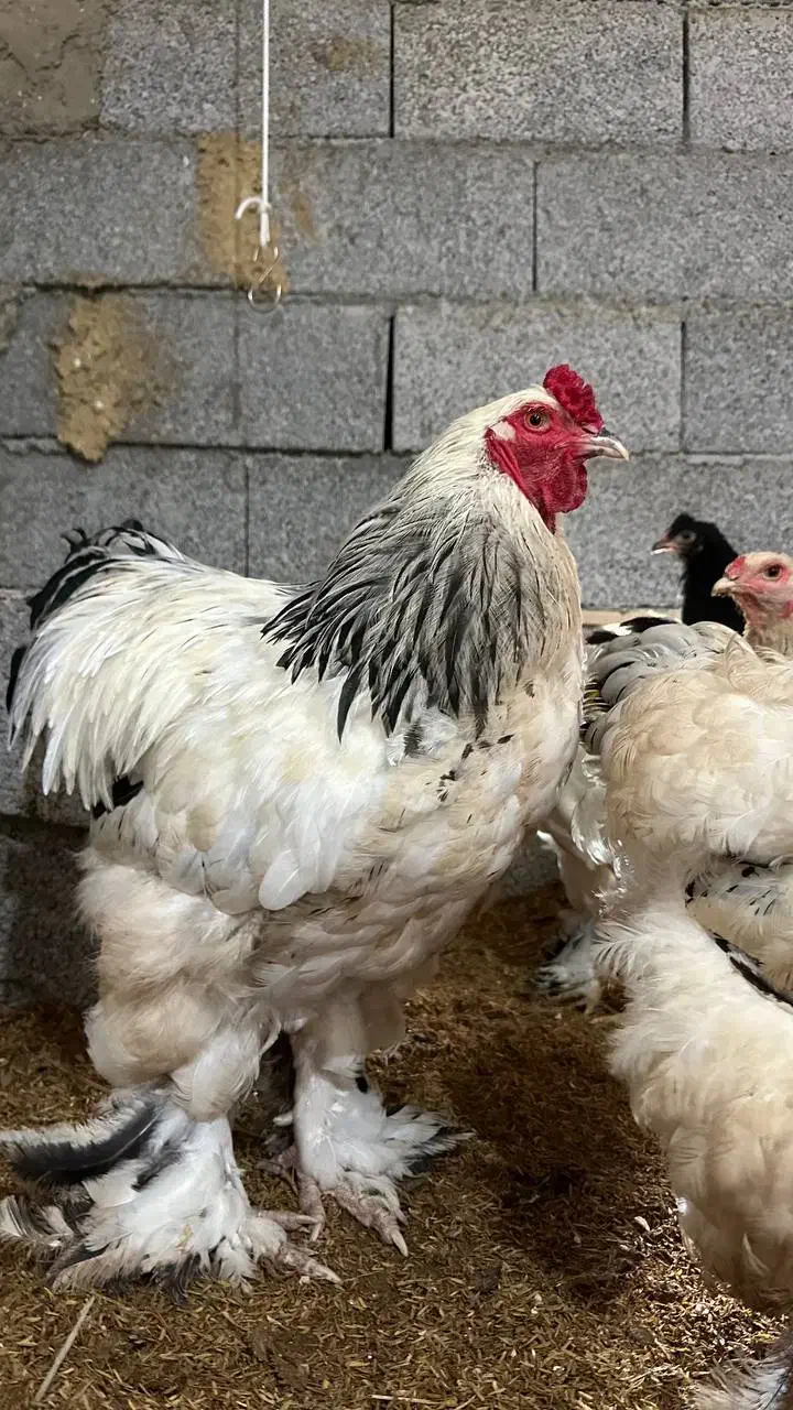 تخم مرغ نطفه دار برهما اصل|حیوانات مزرعه|رشت, پیرکلاچای|دیوار