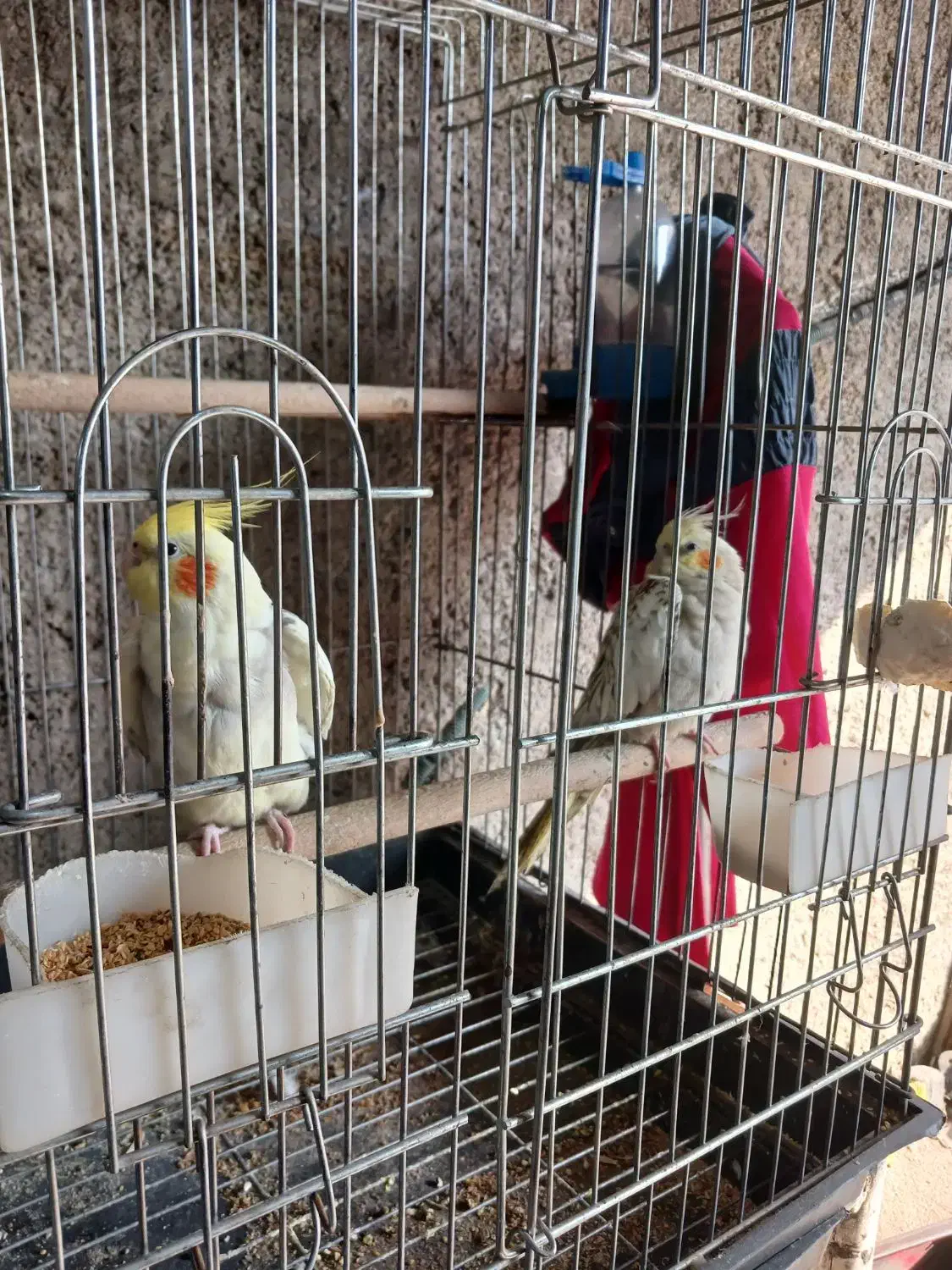 عروس هلندی|پرنده|قدس, شهر‌قدس|دیوار