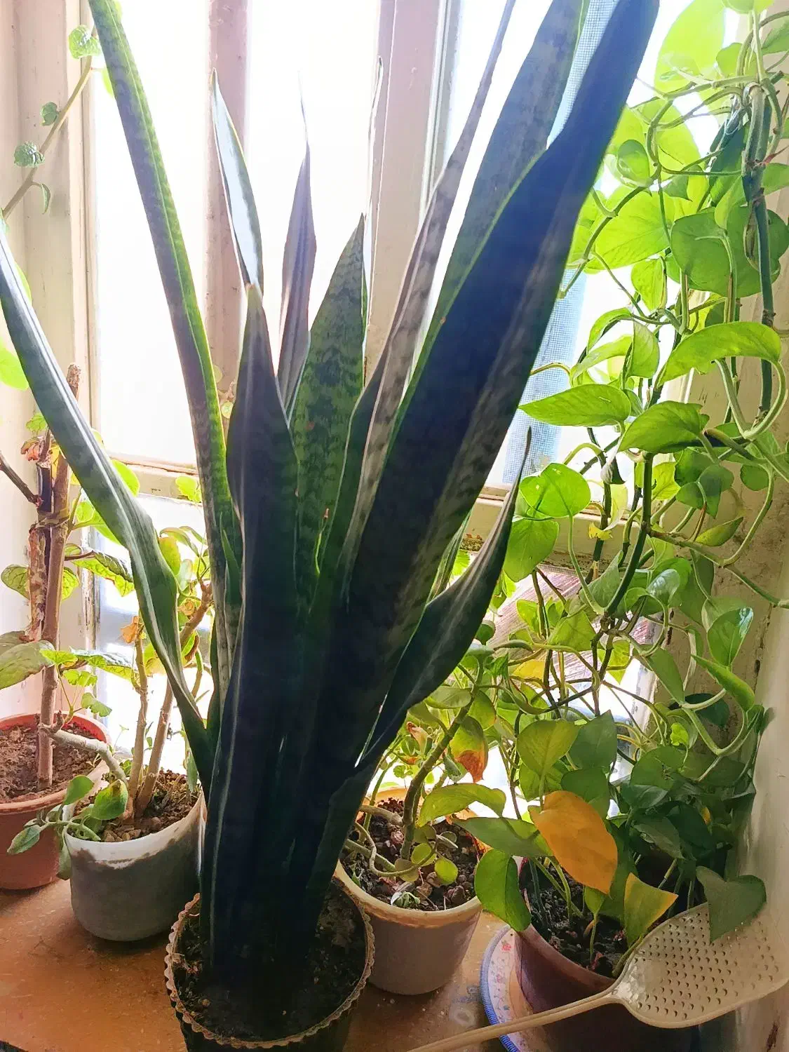 گل وگیاه|گل و گیاه طبیعی|یاسوج, |دیوار