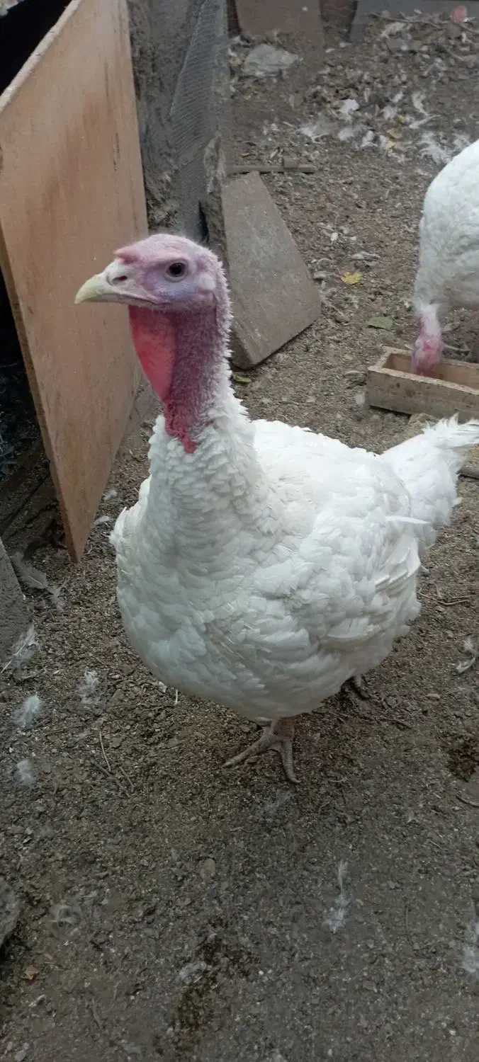 بوقلمون ماده نژاد دار|حیوانات مزرعه|تهران, شادآباد|دیوار