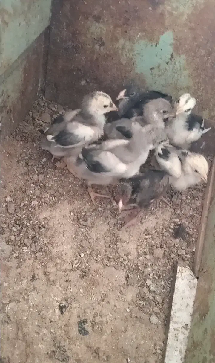 جوجه لاری خاکستری|حیوانات مزرعه|مشگین شهر, |دیوار