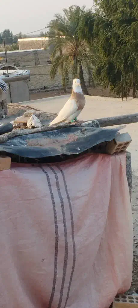 کبوتر|پرنده|شوشتر, |دیوار