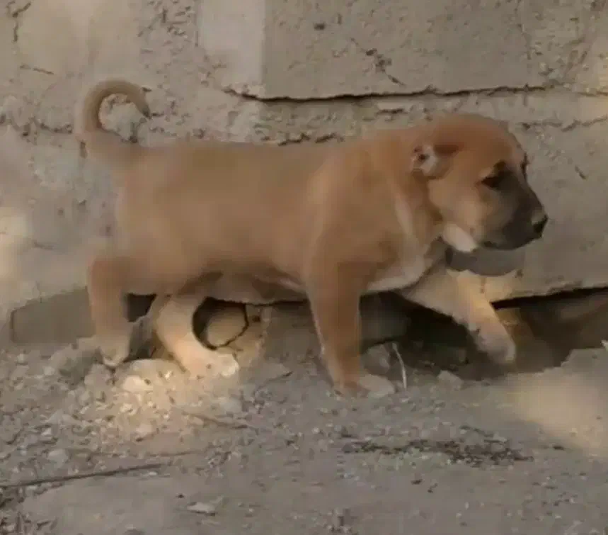 آلابای بااصالت نگهبان.. گله ای و..فی فقط سه|سگ|مشهد, ترمینال|دیوار