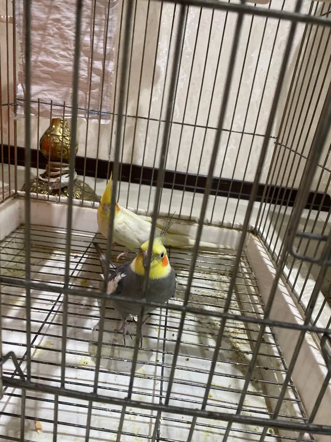 پرنده|پرنده|تهران, اسفندیاری|دیوار