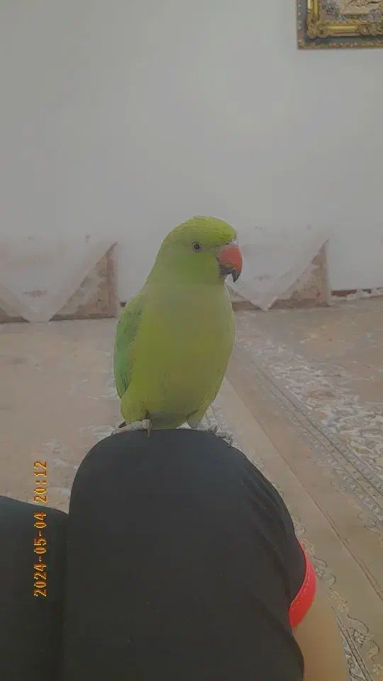 ملنگو ماده /ملنگو|پرنده|کوهبنان, |دیوار