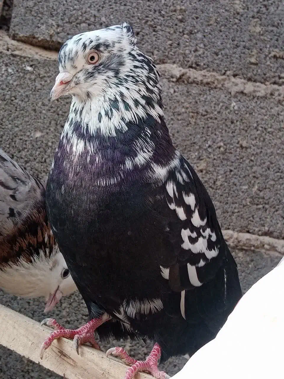 تعدادی کبوتر پرشی بهشرط زرندیه|پرنده|زرندیه, |دیوار