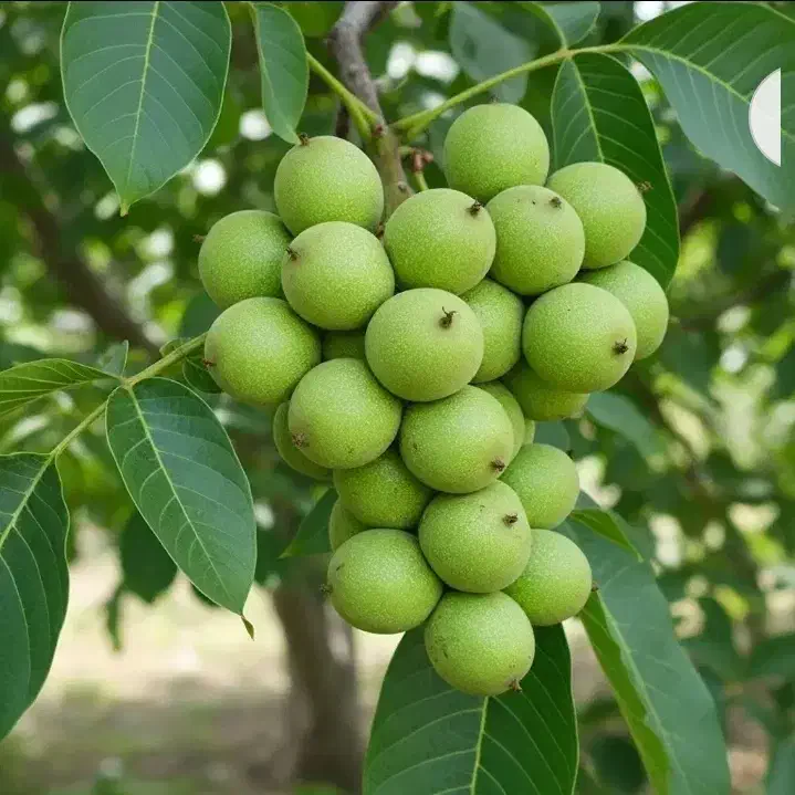 بادام فلق و تونی و سنگی وانواع گردو بلوط و توت|گل و گیاه طبیعی|خسروشاه, |دیوار