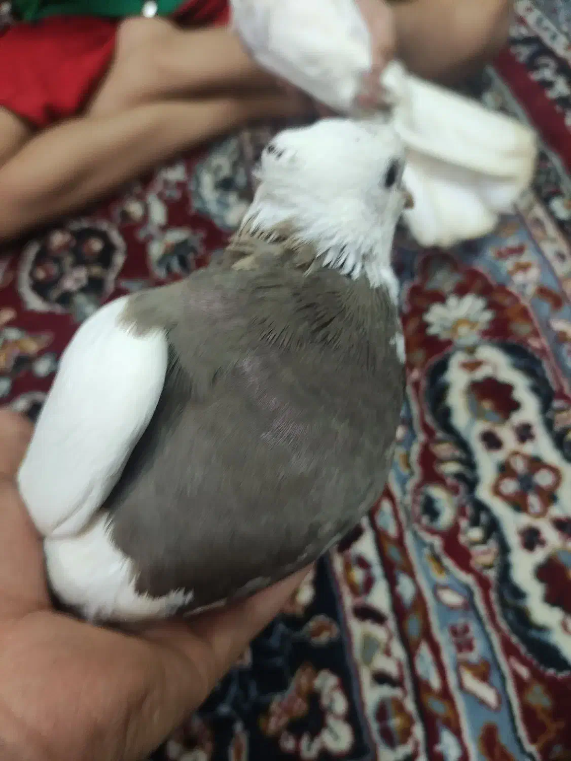 کبوتر|پرنده|میبد, |دیوار