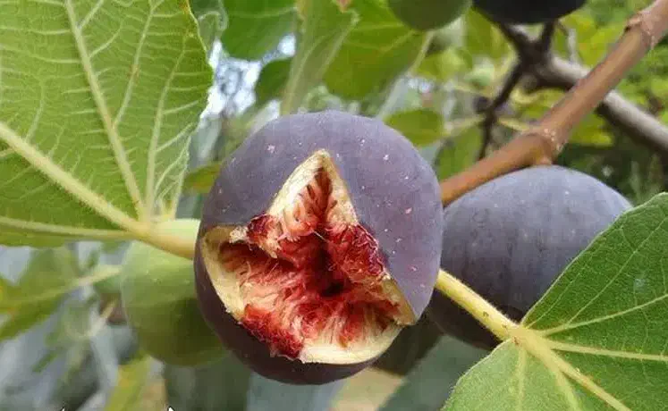 پیشفروش نهال انجیر یزدی|خدمات باغبانی و درختکاری|ماهنشان, |دیوار