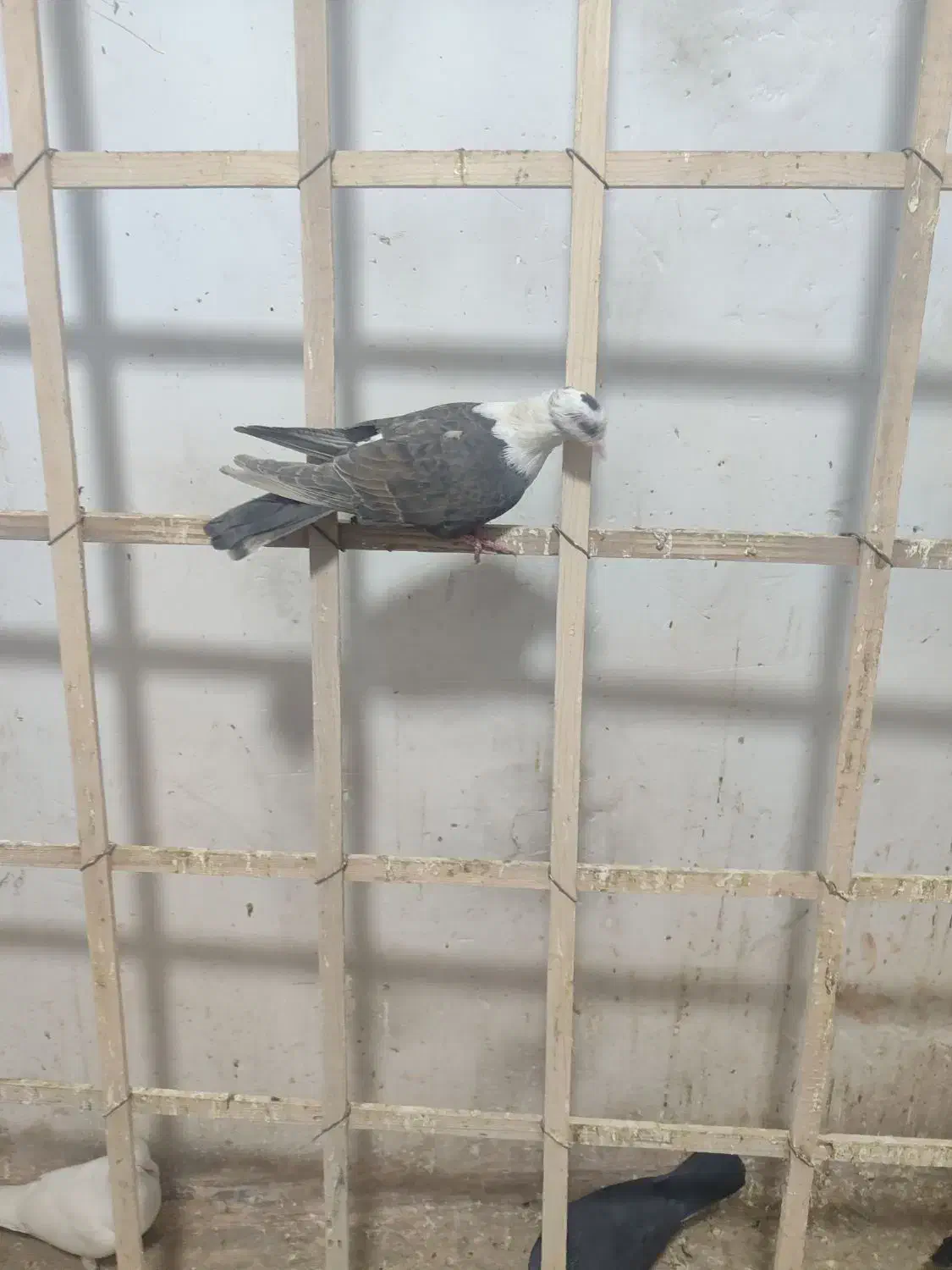 کله سفید ماده|پرنده|سبزوار, امام خمینی (ناوی)|دیوار