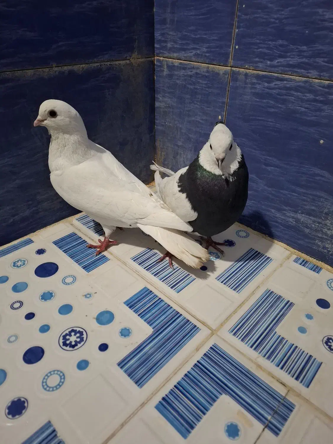 کبوتر موشی.طوقی|پرنده|یاسوج, |دیوار