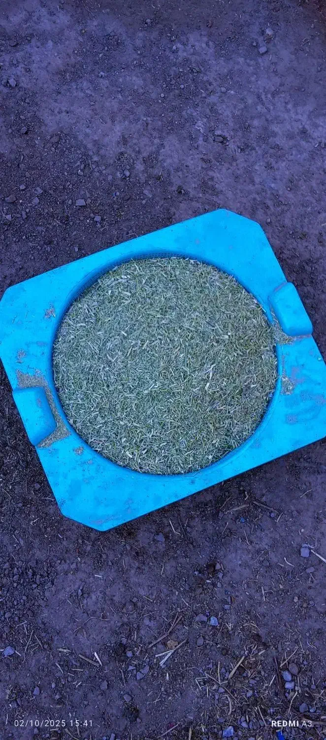 خار امسال|گل و گیاه طبیعی|سبزوار, شرق کال جنوبی (شمس آبادی)|دیوار